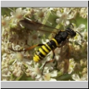 Tenthredo vespa - Blattwespe m04.jpg